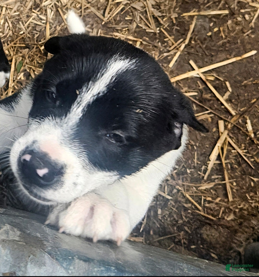 Border Collie dogs Bo (Blueish Eyes) - Ad 1