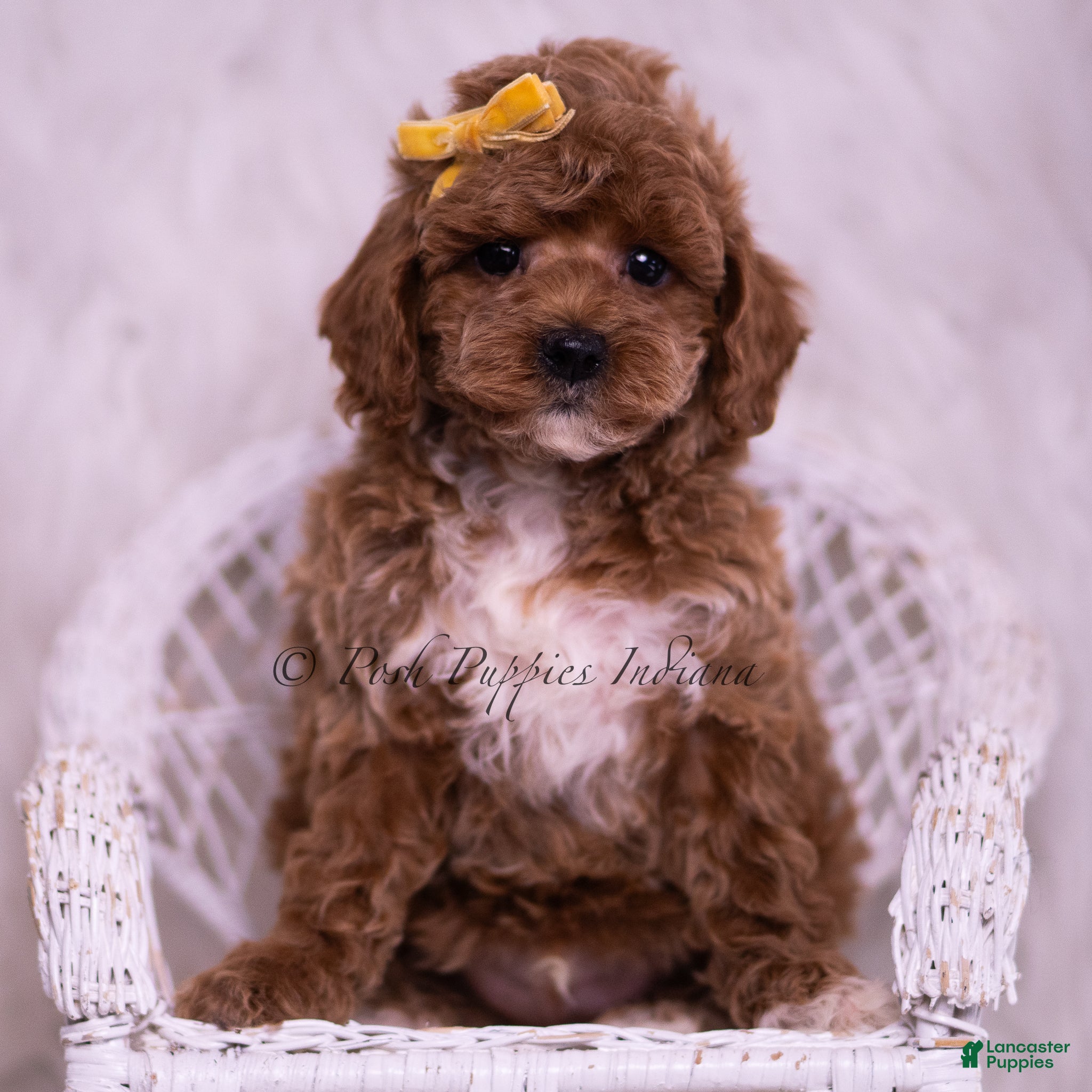 Toy Poodle dogs Archie - Ad 42