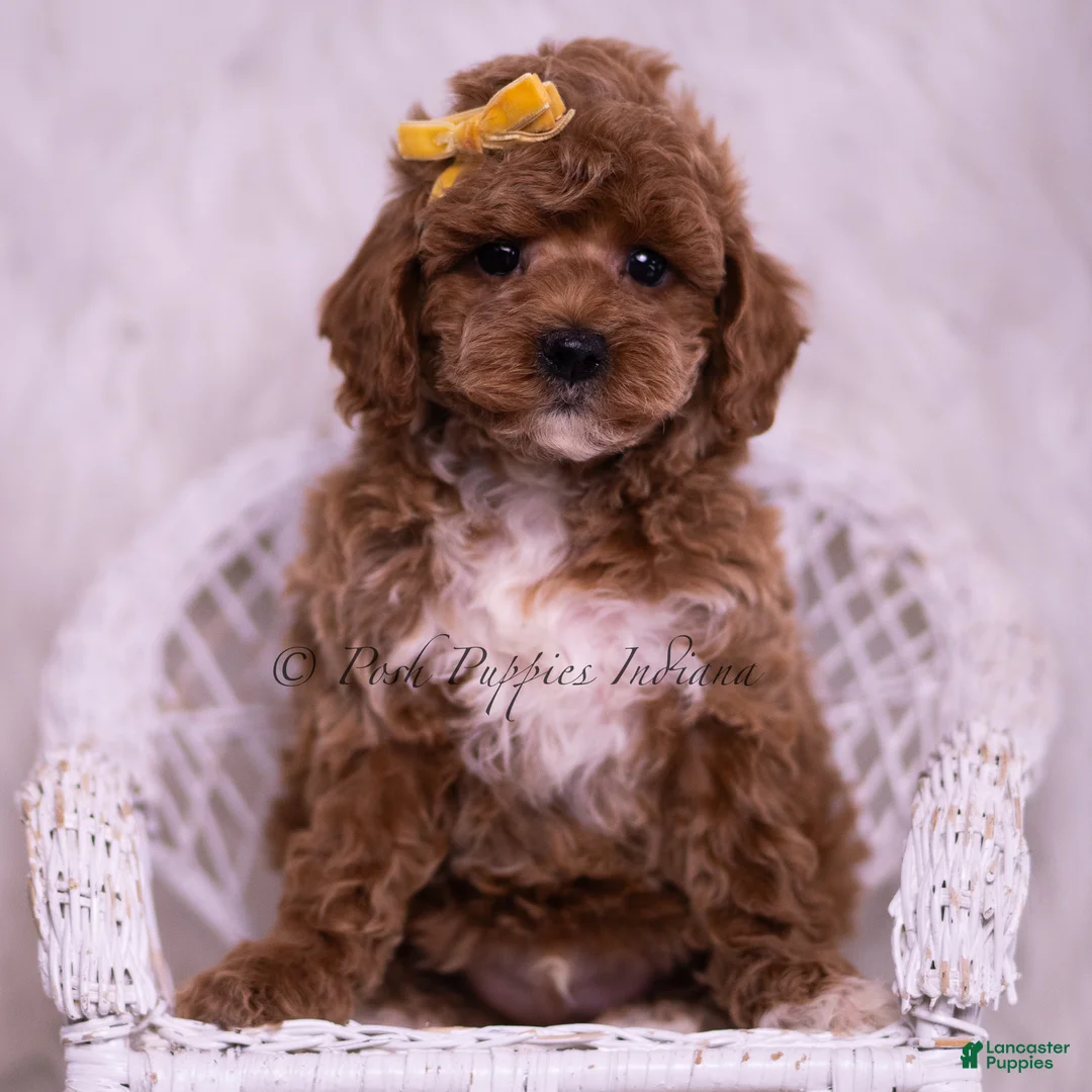 Toy Poodle dogs for sale: Archie - Ad 1