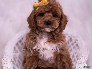 Toy Poodle dogs Archie - Ad 13