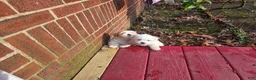 Mixed Breed dogs for sale: Mixed Breed Puppy 2 - Ad 3