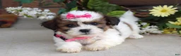 Teddy Bear dogs for sale: Daisy - Ad 8