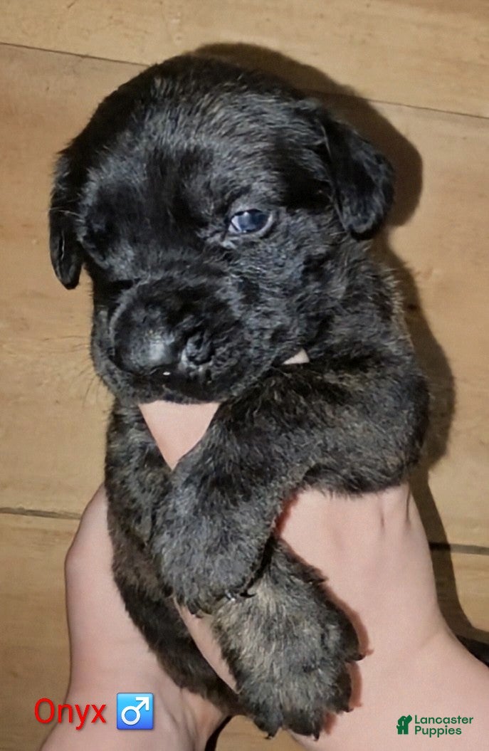 English Mastiff dogs Onyx  - Ad 1