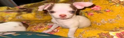 Chihuahua dogs for sale: Benji - Ad 2