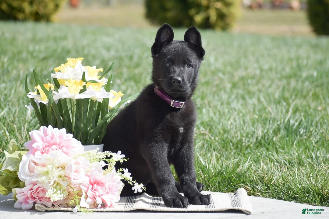 German Shepherd dogs for sale: Ruby - Ad 1