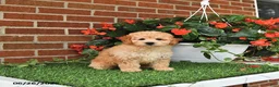 Toy Poodle dogs for sale: Oliver - Ad 3