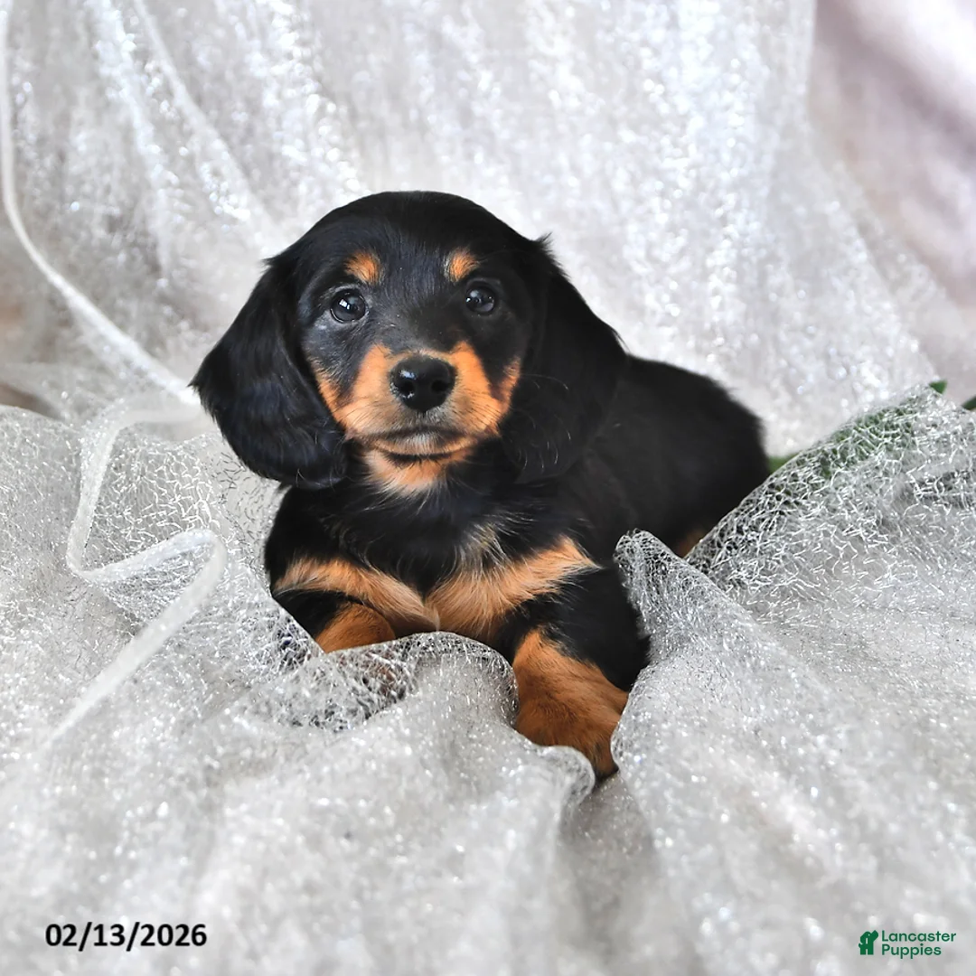 Miniature Dachshund dogs for sale: Polly - Ad 4