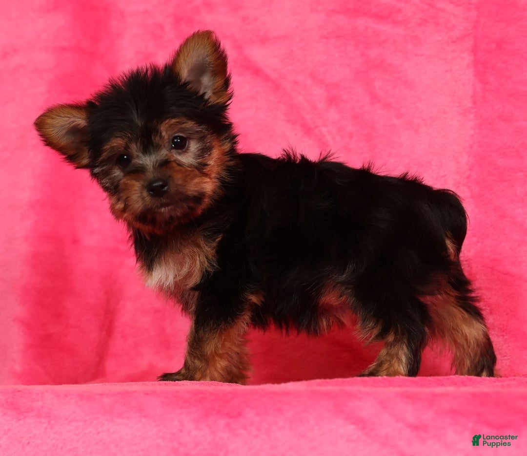 Yorkshire Terrier dogs for sale: Amelia - Ad 1