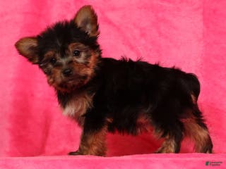 Yorkshire Terrier dogs Amelia - Ad 3