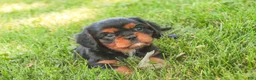 Cavalier King Charles Spaniel dogs for sale: Loki Cavalier King Charles Spaniel - Ad 4