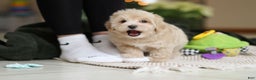 Maltipoo dogs for sale: Kyle - Ad 7