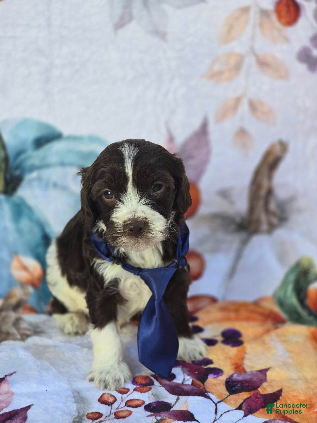 Mixed Breed dogs for sale: Prudence - Ad 15