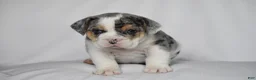 Beabull dogs for sale: Champ - Ad 4