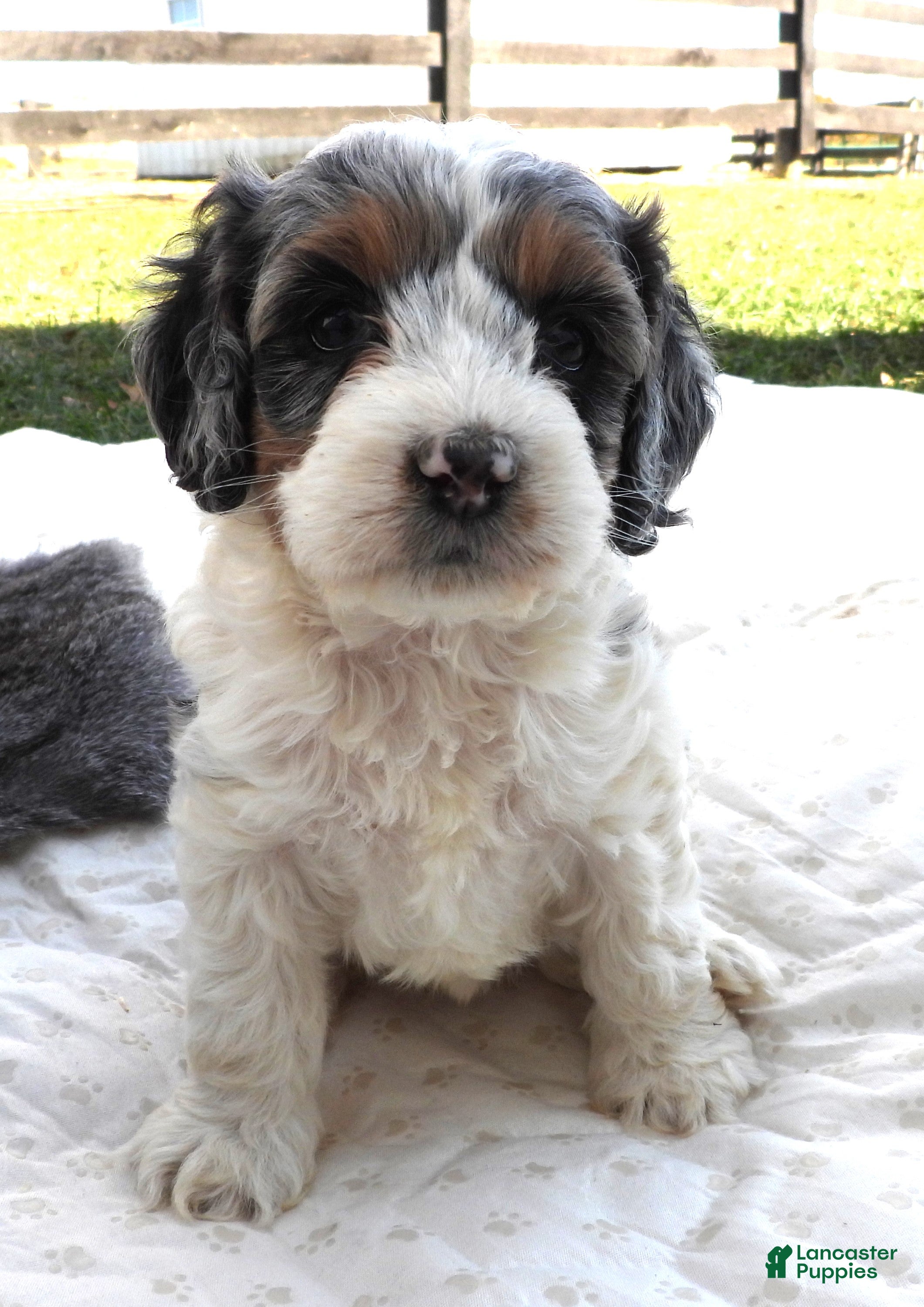 Cockapoo dogs for sale: #2 Female (Leslie's) - Ad 28