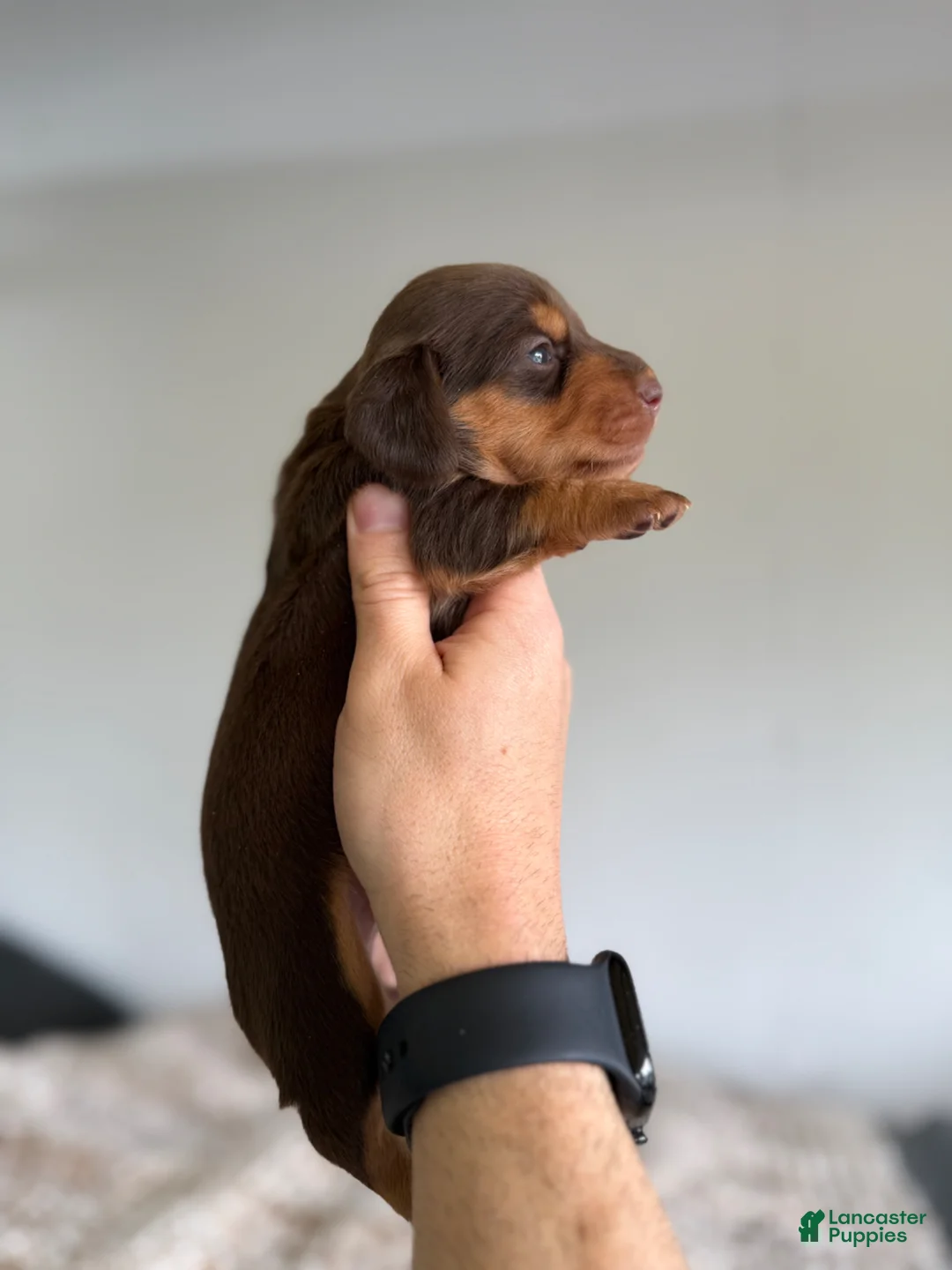 Miniature Dachshund dogs for sale: Jasmine LH  - Ad 1