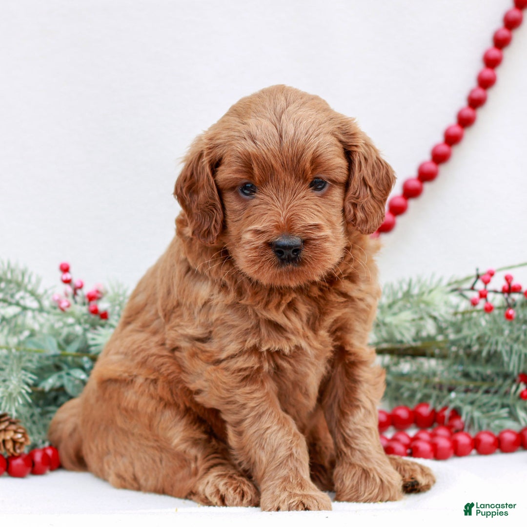 Mini Goldendoodle dogs for sale: Bailey  - Ad 3