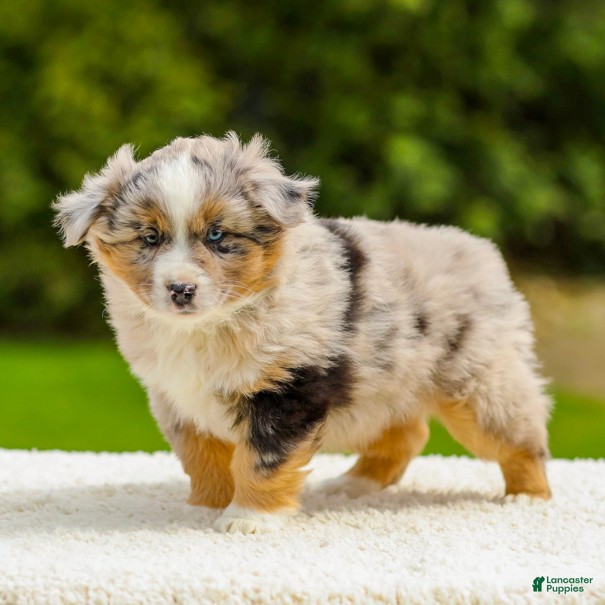 Miniature Australian Shepherd dogs Turner - Ad 2