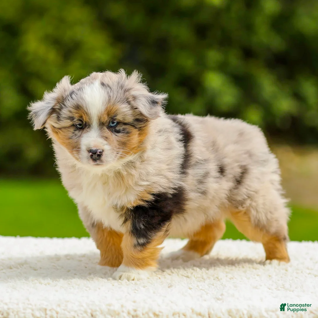 Miniature Australian Shepherd dogs for sale: Turner - Ad 2