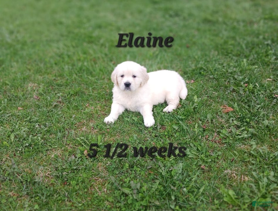 Golden Retriever dogs Elaine - Ad 1