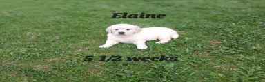Elaine
