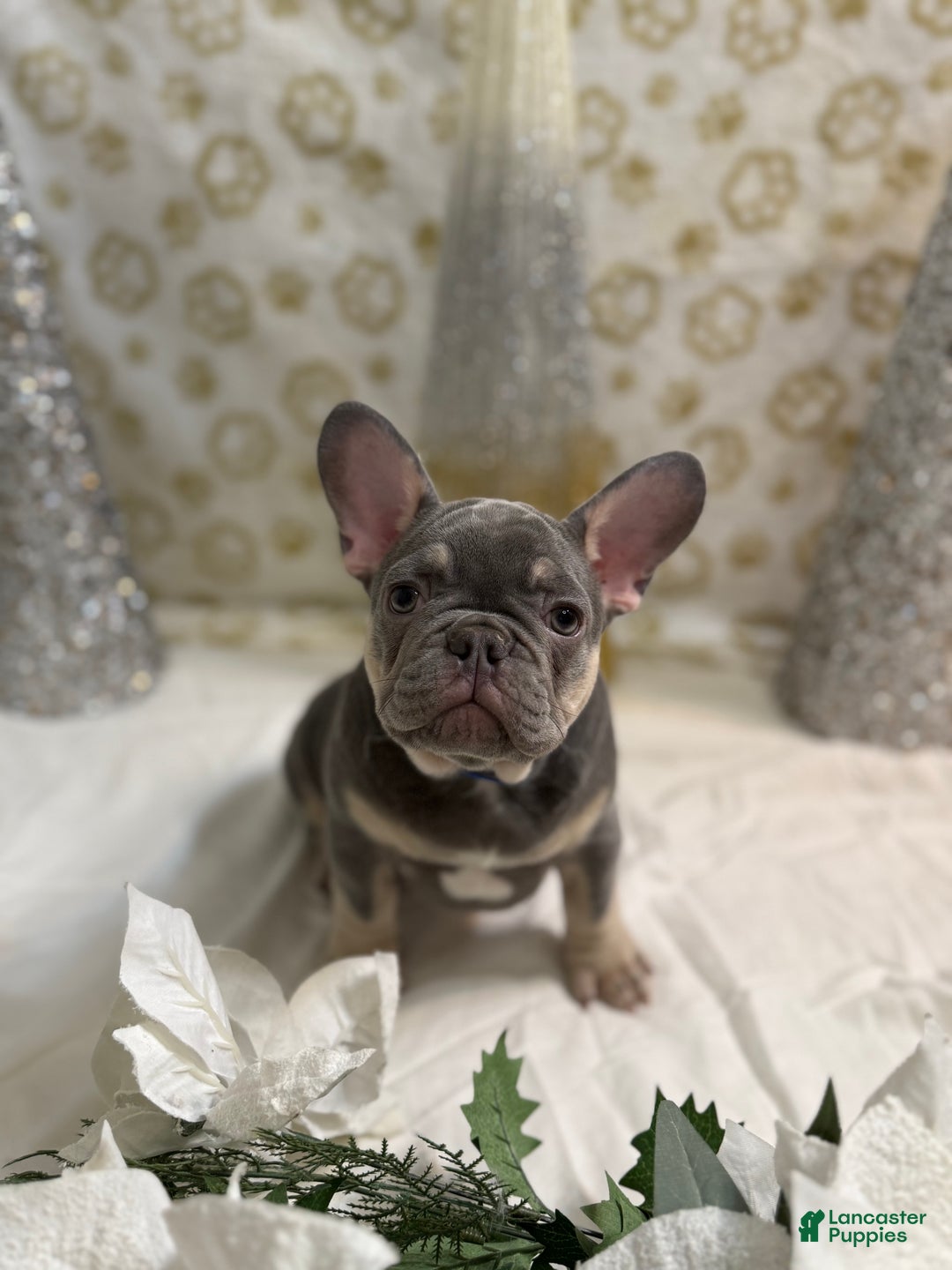 French Bulldog dogs for sale: Thor - Ad 1