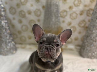 French Bulldog dogs Thor - Ad 2