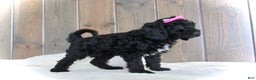 Mini Goldendoodle dogs for sale: Bella - Ad 12