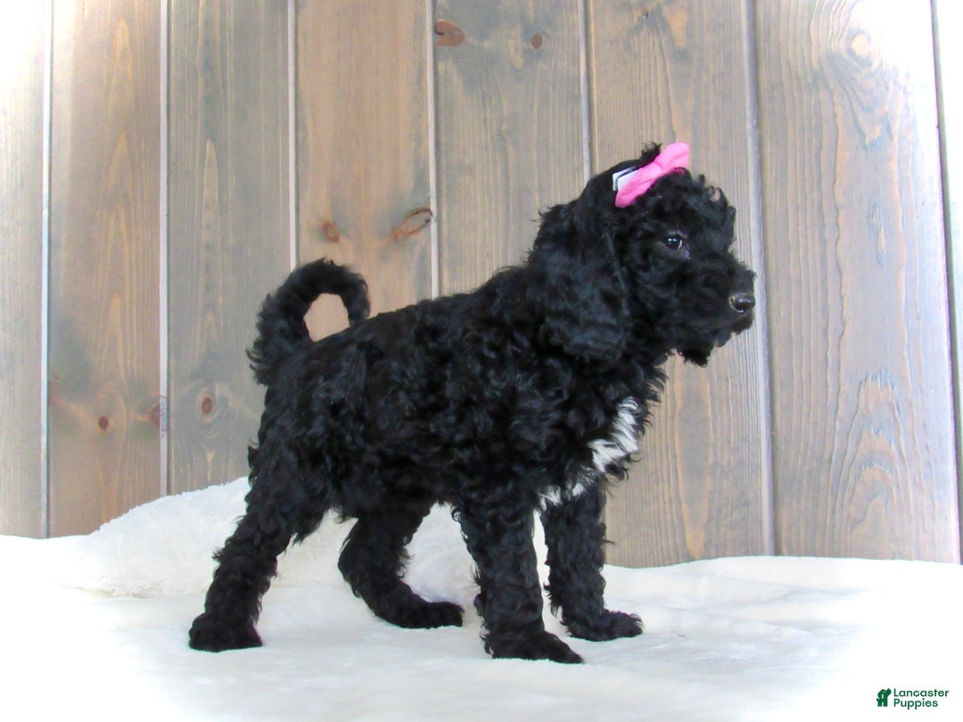 Mini Goldendoodle dogs for sale: Bella - Ad 12