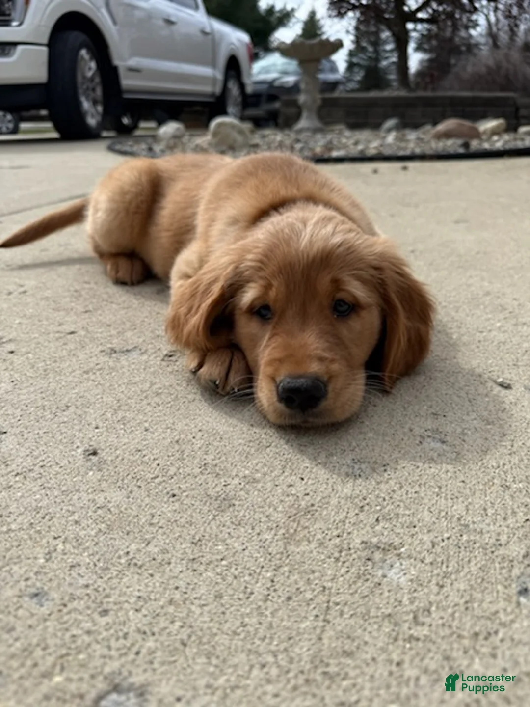 Golden Retriever dogs for sale: Golden Retriever Puppy 1 - Ad 1