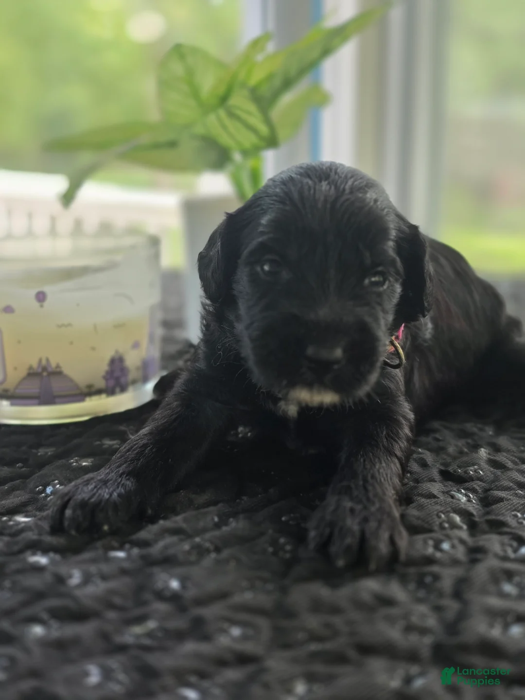 Goldendoodle dogs for sale: Goldendoodle 5 - Ad 2