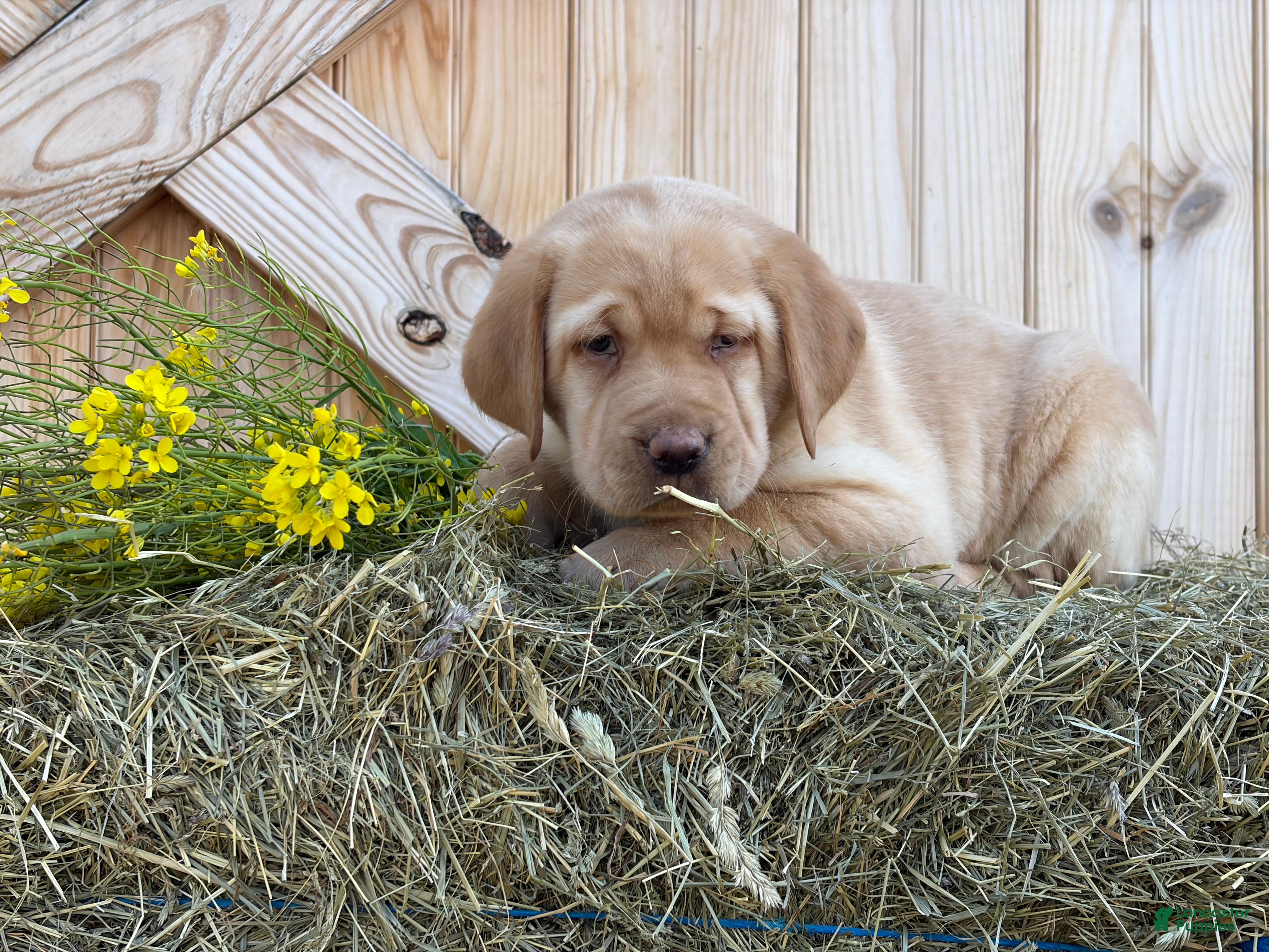 Labrador Retriever dogs Stella - Ad 8