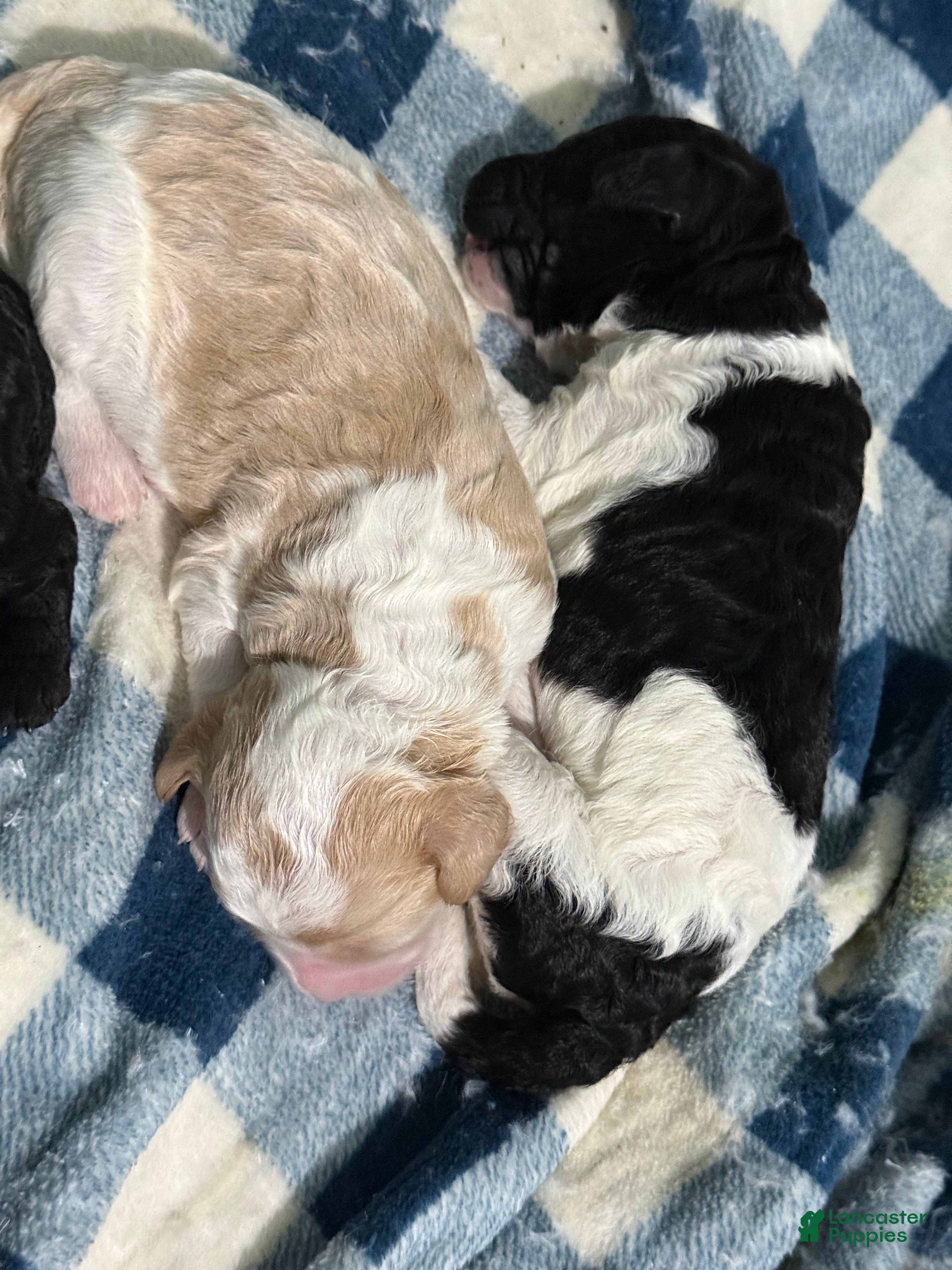 Goldendoodle dogs Goldendoodle Puppy 4 - Ad 33