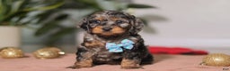 Cockapoo dogs for sale: Biscuit - Ad 1