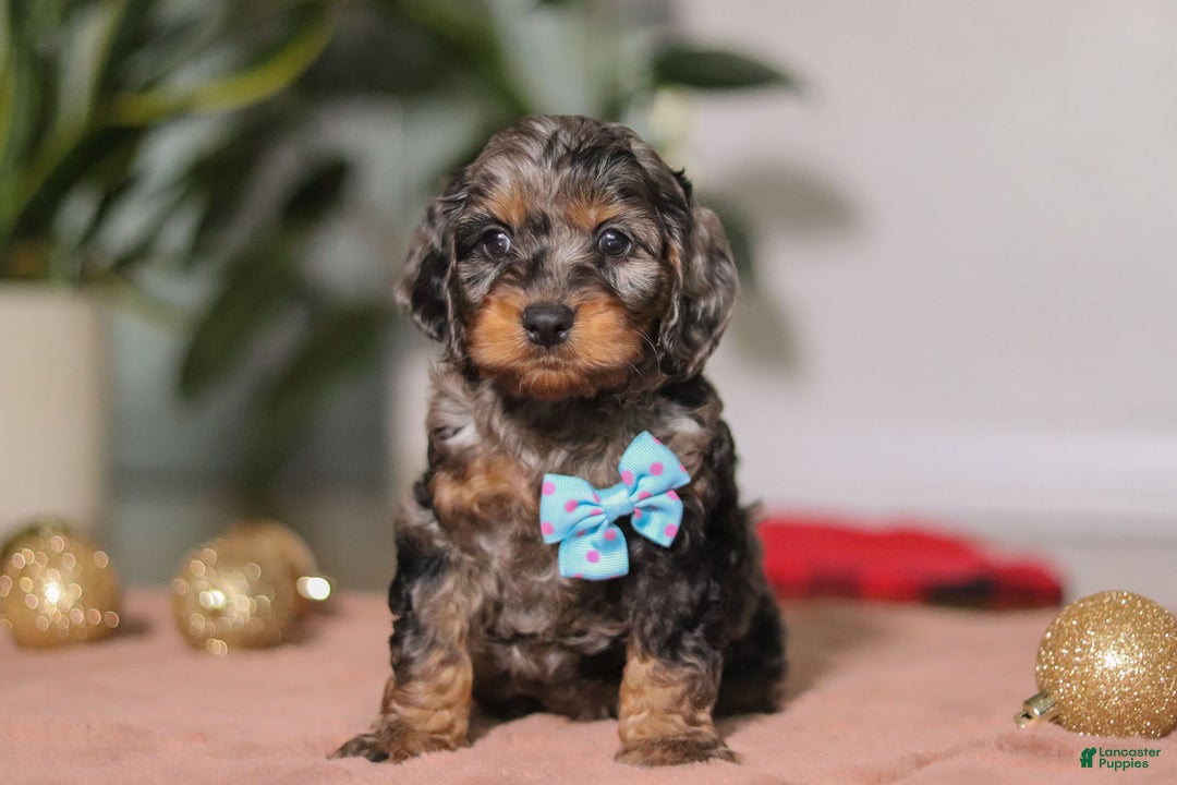 Cockapoo dogs for sale: Biscuit - Ad 1