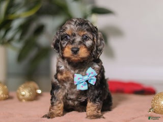 Cockapoo dogs Biscuit - Ad 14