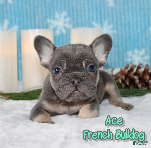 French Bulldog dogs Ace - Ad 26