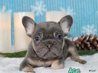 French Bulldog dogs Ace - Ad 26