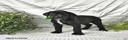 Great Dane dogs for sale: Indie - Ad 1