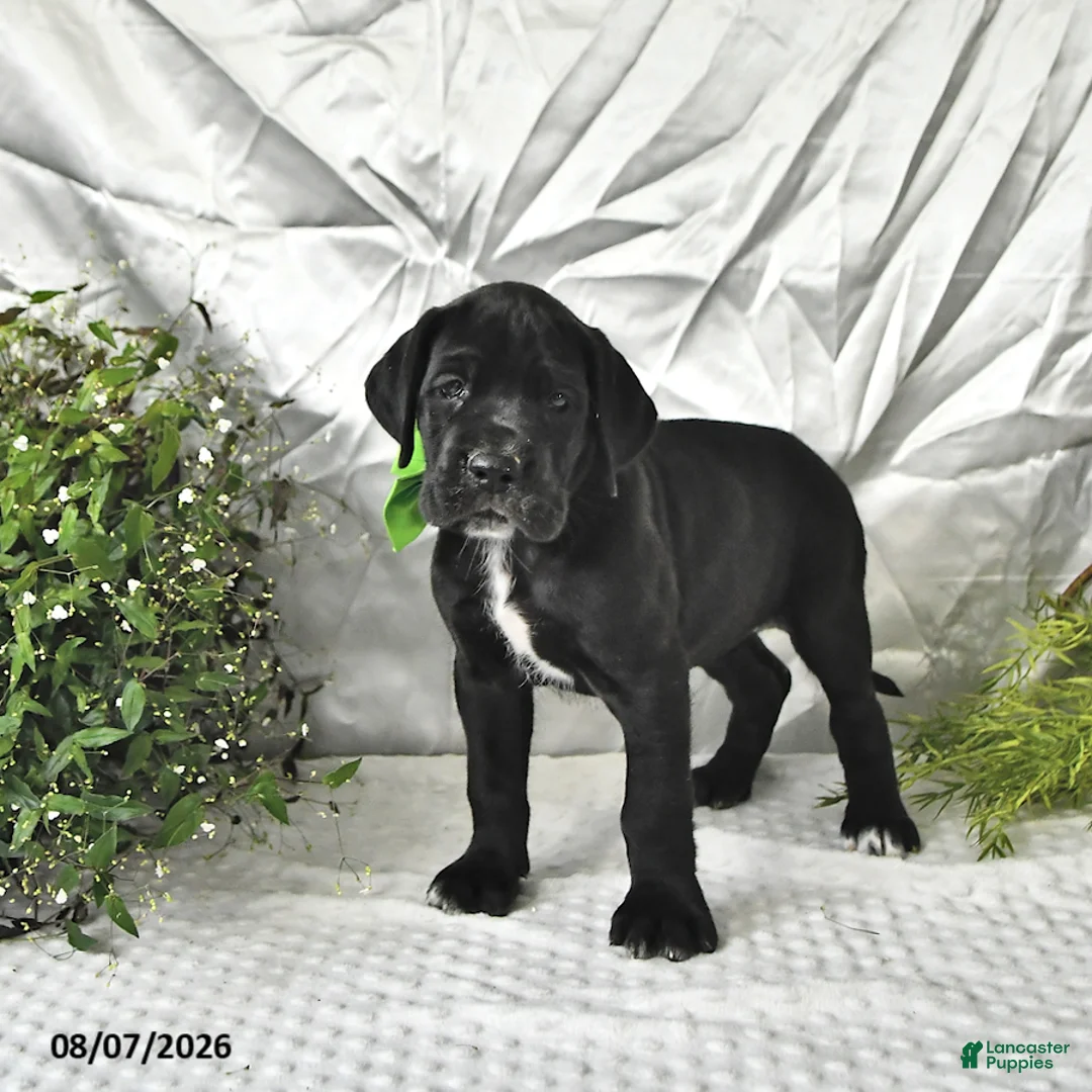 Great Dane dogs for sale: Indie - Ad 1