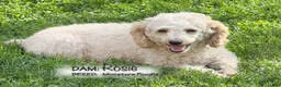 Sheltiedoodle dogs for sale: Roxie - Ad 5
