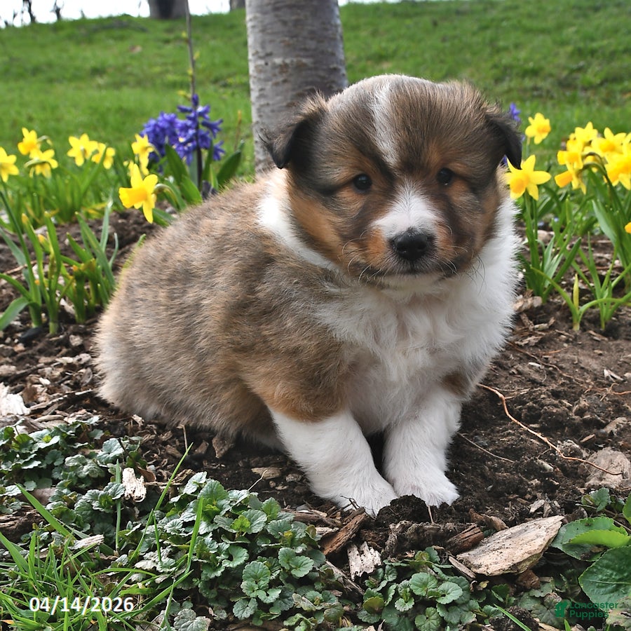 Shetland Sheepdog dogs Mitch - Ad 1