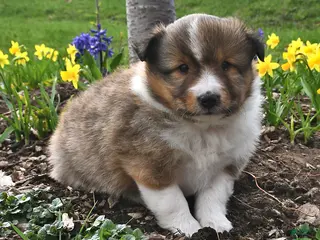 Shetland Sheepdog dogs for sale: Mitch - Ad 3