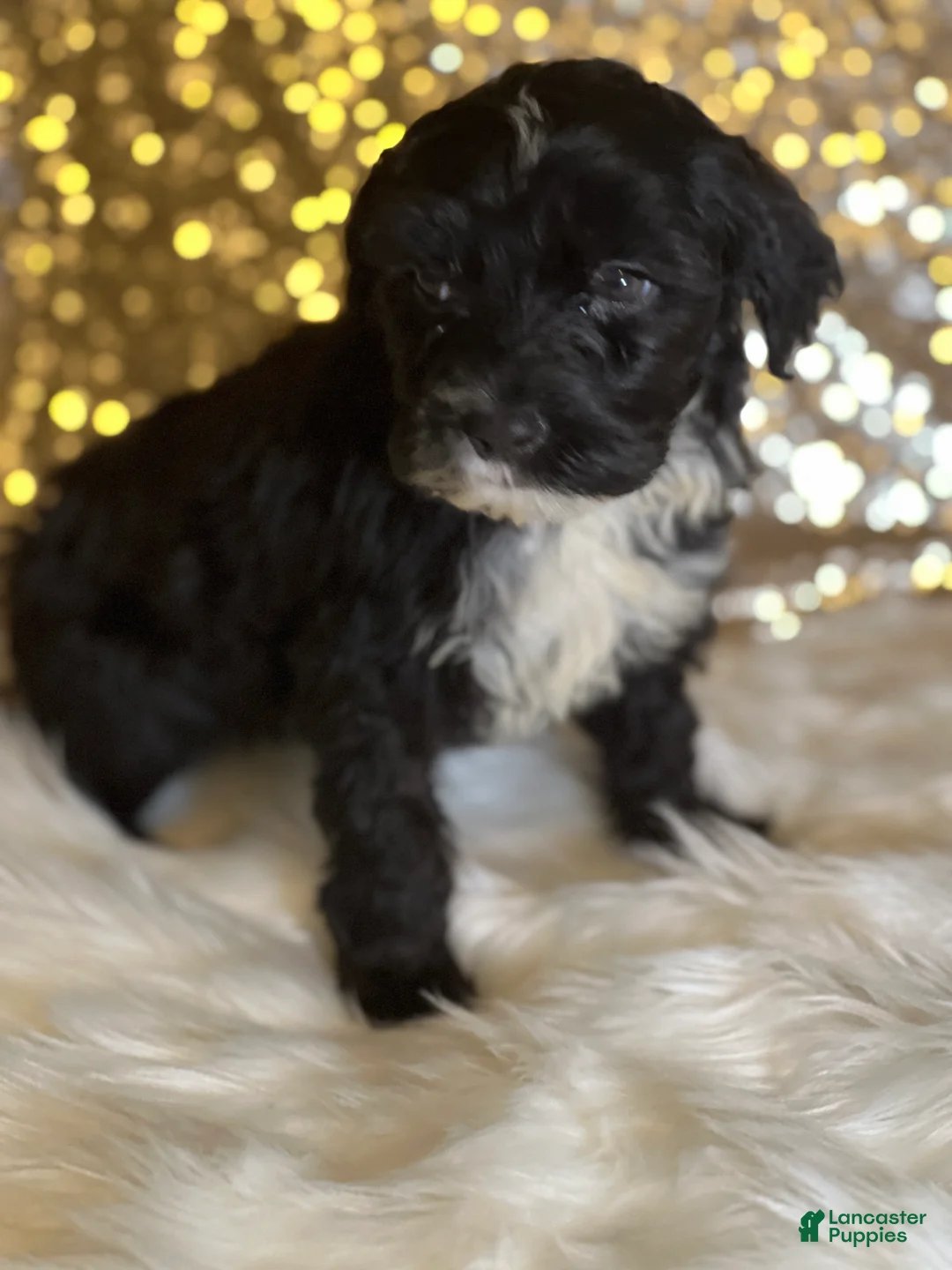 Portuguese Water Dog dogs for sale: Mystic - Ad 3