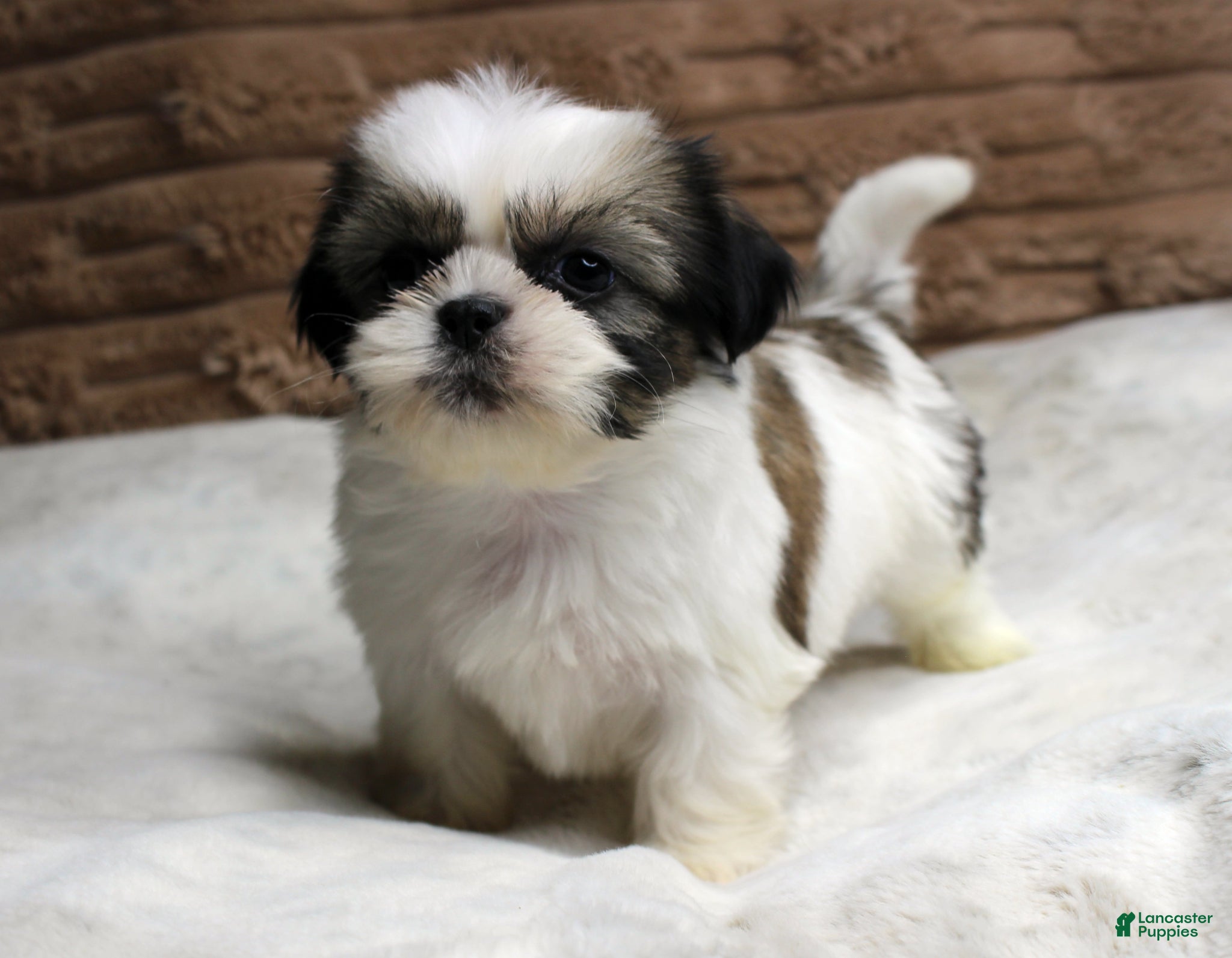 Shih Tzu dogs Ollie - Ad 11
