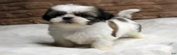 Shih Tzu dogs for sale: Ollie - Ad 1