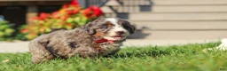 Mini Bernedoodle dogs for sale: Lemonhead - Ad 5