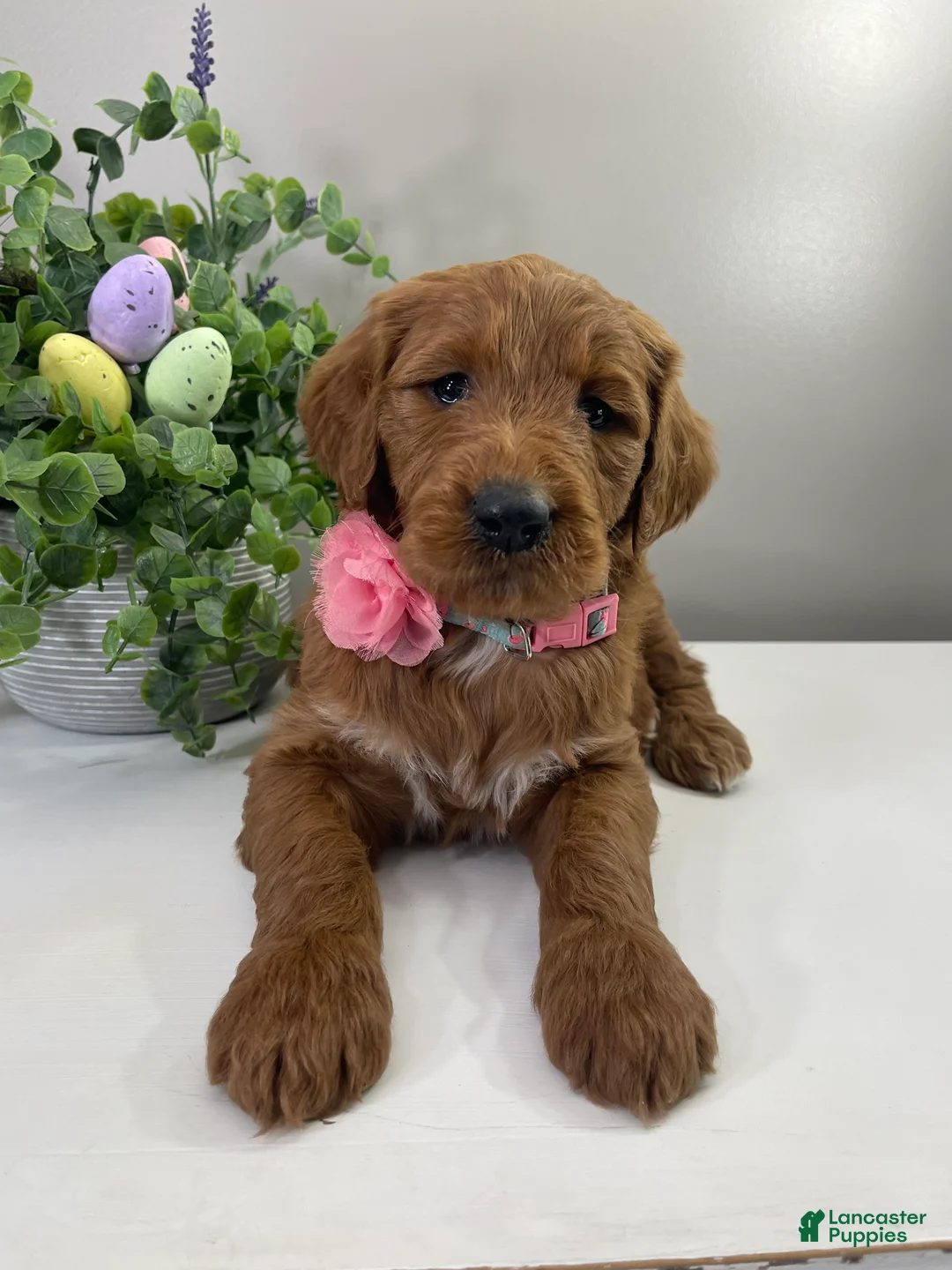 Goldendoodle dogs for sale: Fern  - Ad 2