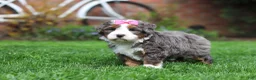 Mini Bernedoodle dogs for sale: Makenzie - Ad 11