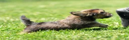 Shorkie dogs for sale: Simpkins - Ad 9