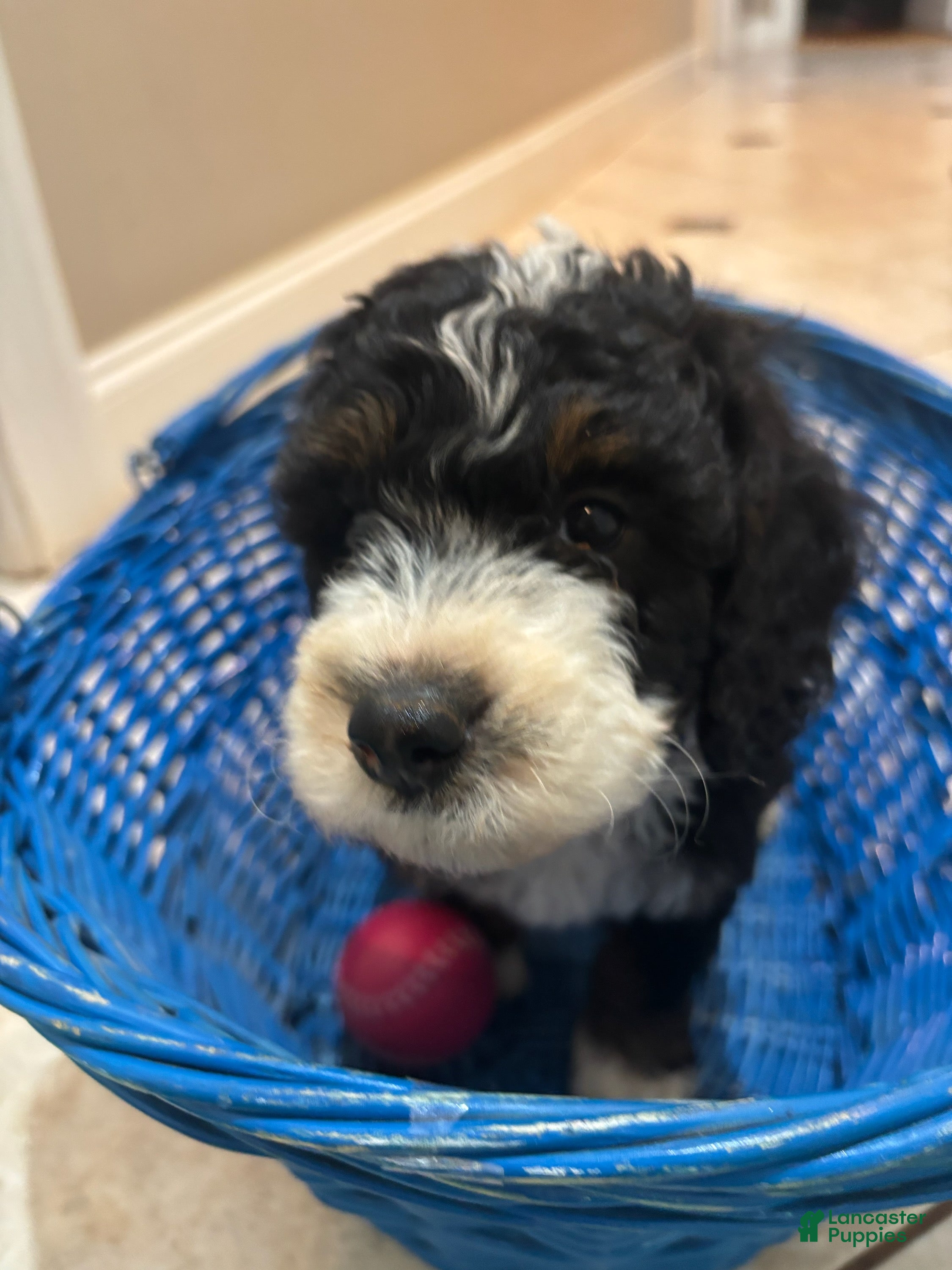 Mini Bernedoodle dogs for sale: Peony - Ad 1